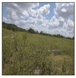 Terreno, 0.00 de área total, 0.00 de área privativa, 4536.00 de área do terreno. em Jataúba/PE