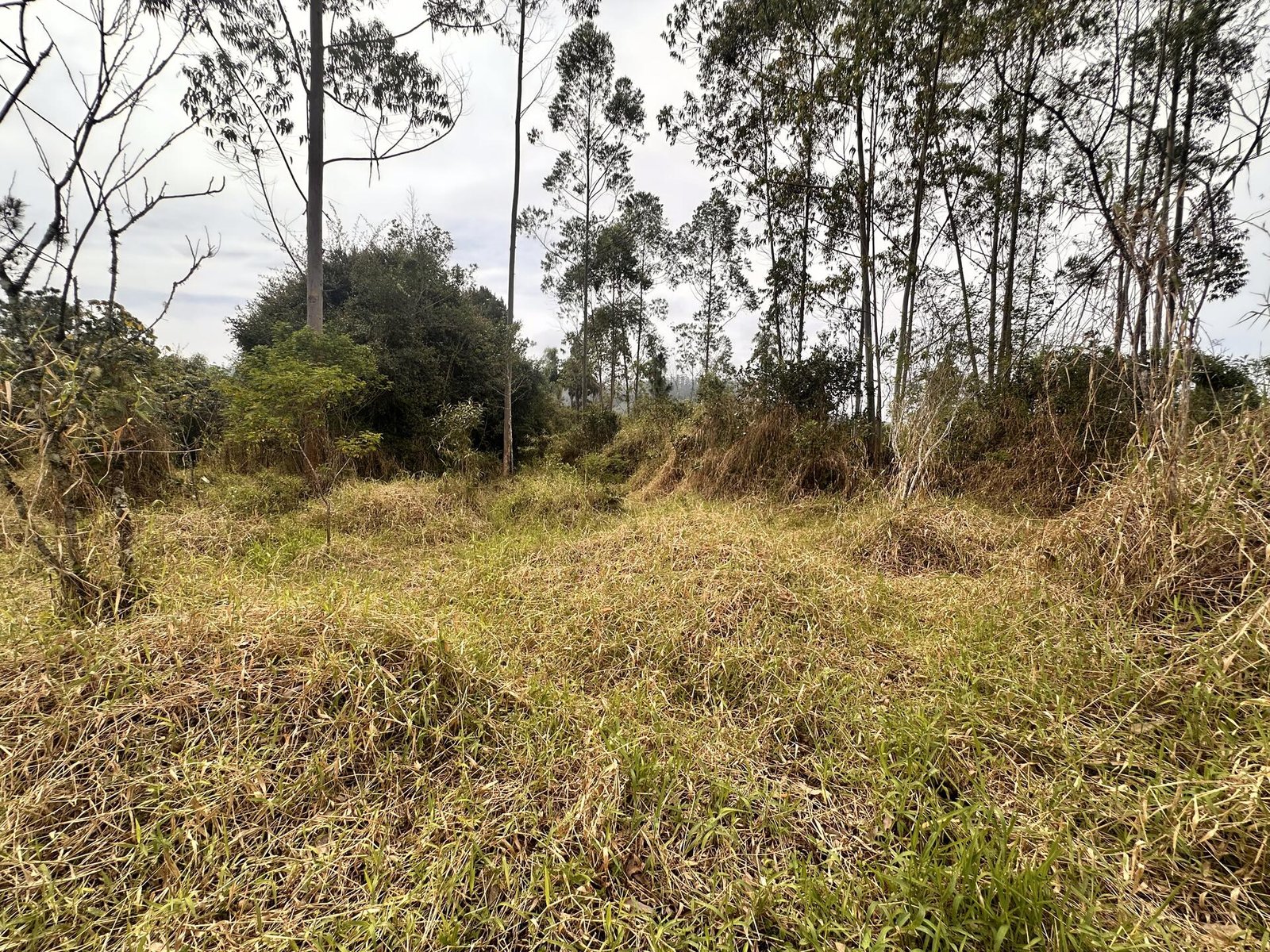 LOTE COMPOSTO 02 IMOVEIS URBANOS em Doutor Pedrinho/SC - foto 6