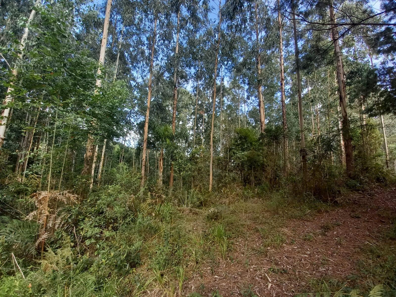 Imagem leilão