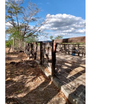 FAZENDA DOIS IRMÃOS MEDINDO 13,96 ALQUEIRES EM COLMÉIA, TOCANTINS em Colméia/TO - foto 4