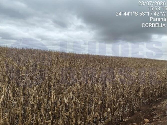 ID Bem 147627 - Lote:
    1 - 31.296 - CORBELIA/PR - GLEBA - COM ÁREA DE 251.785,00m² em Corbélia/PR - foto 7
