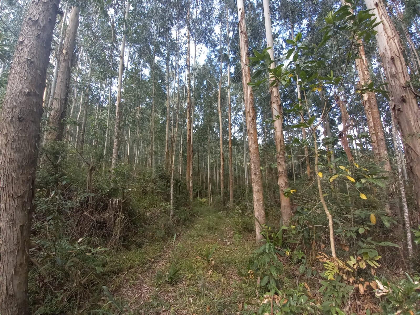 Imagem leilão