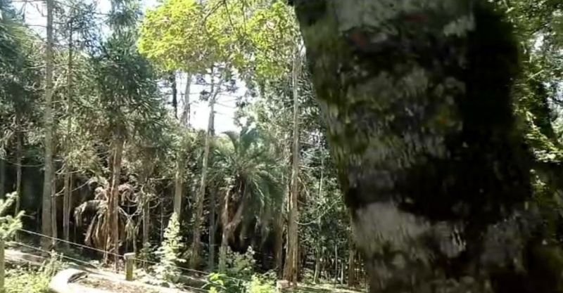 Imagem leilão