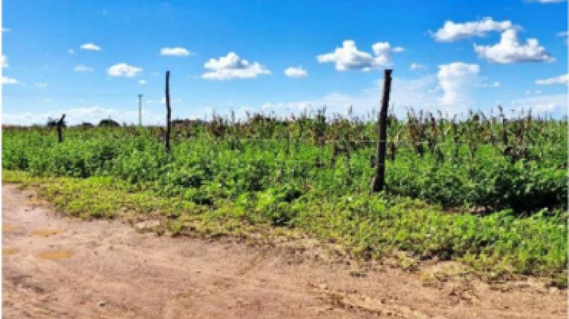 BAHIA - JOÃO DOURADO/BA - FAZENDA/ÁREA RURAL em João Dourado/BA