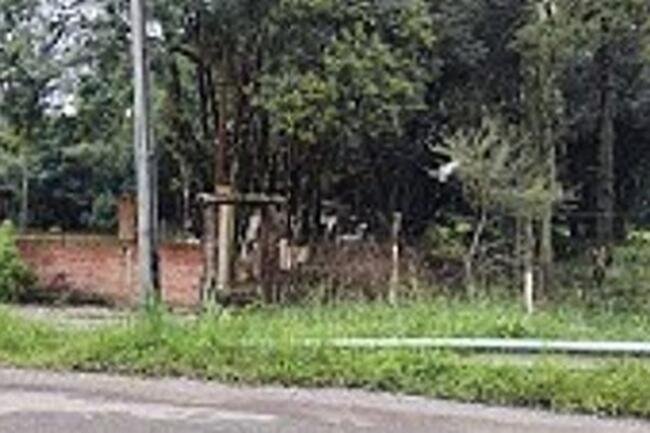 Imagem leilão