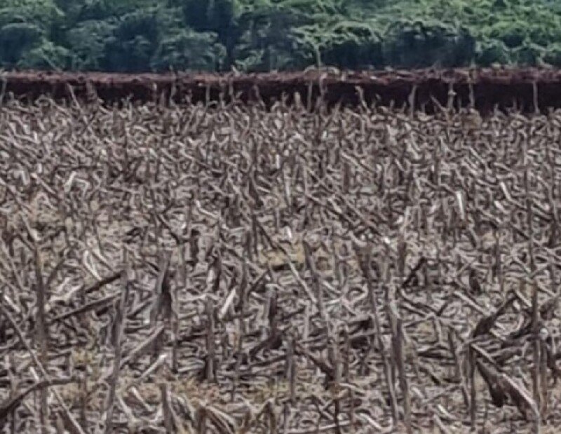 FRAÇÃO IDEAL correspondente a 100HA FAZENDA SÃO MATHEUS IV em Ponta Porã/MS - foto 7