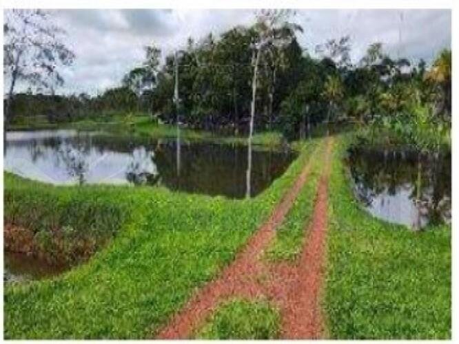 Imagem leilão