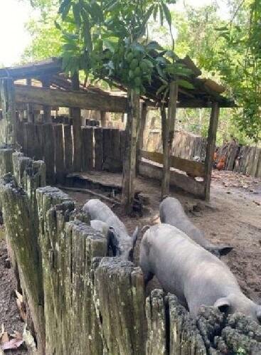 ID 21532 - Lote:
    1 - 202605000160 - Área rural - Propriedade Rural em Santa Fé de Goi em Santa Fé de Goiás/GO - foto 11