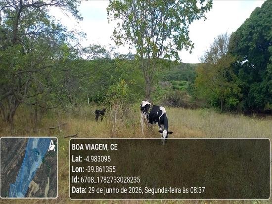 Imagem leilão