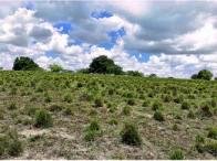 Sítio c/ área de 14,2 hectares - Nova Cruz/RN em Nova Cruz/RN - foto 2