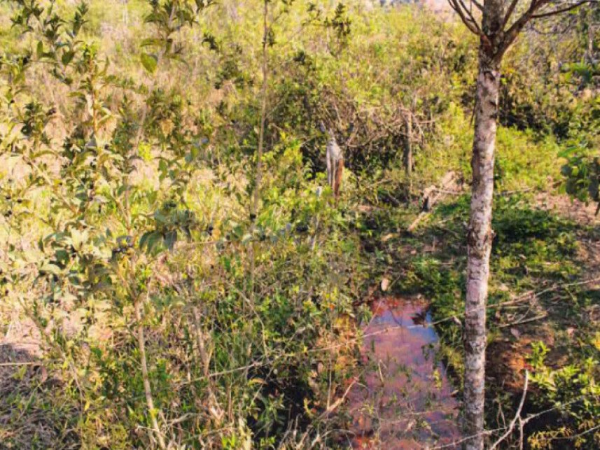 Fazenda à venda em leilão - Sítio Cachoeira (BR 491), s/n - Zona Rural - Monte Belo / MG em Monte Belo/MG - foto 4