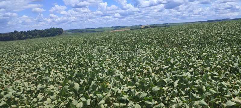 4,5750has em Rincão Nossa Senhora Aparecida, Giruá/RS em Giruá/RS - foto 5