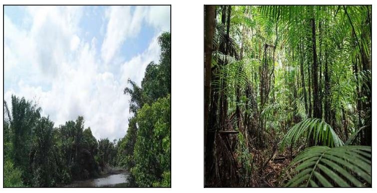 Imóvel rural, 0.00 de área total, 0.00 de área privativa, 333000.00 de área do terreno. em Anajás/PA - foto 3