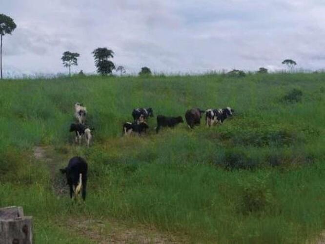 Imagem leilão