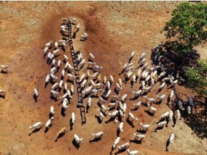 Imagem leilão