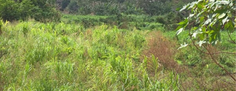 CEARÁ - ITAPAJÉ/CE - ÁREA RURAL/FAZENDA em Itapagé/CE - foto 5