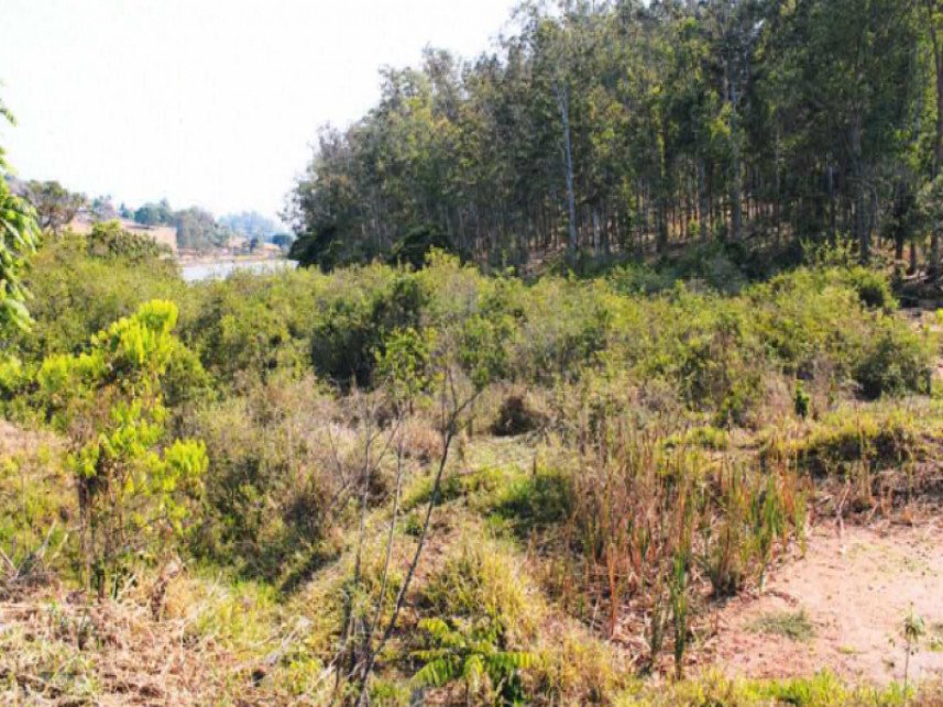Fazenda à venda em leilão - Sítio Cachoeira (BR 491), s/n - Zona Rural - Monte Belo / MG em Monte Belo/MG