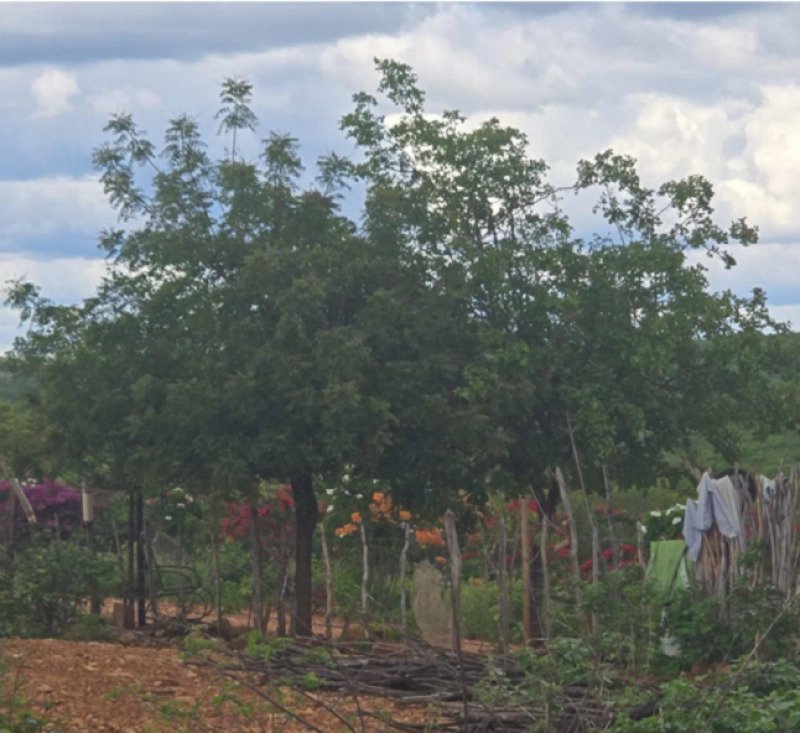PERNAMBUCO - MIRANDIBA/PE - FAZENDA/ÁREA RURAL em Mirandiba/PE