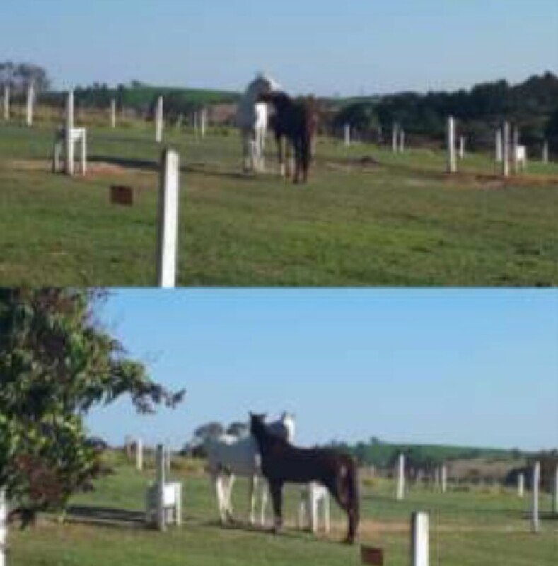 Imagem leilão