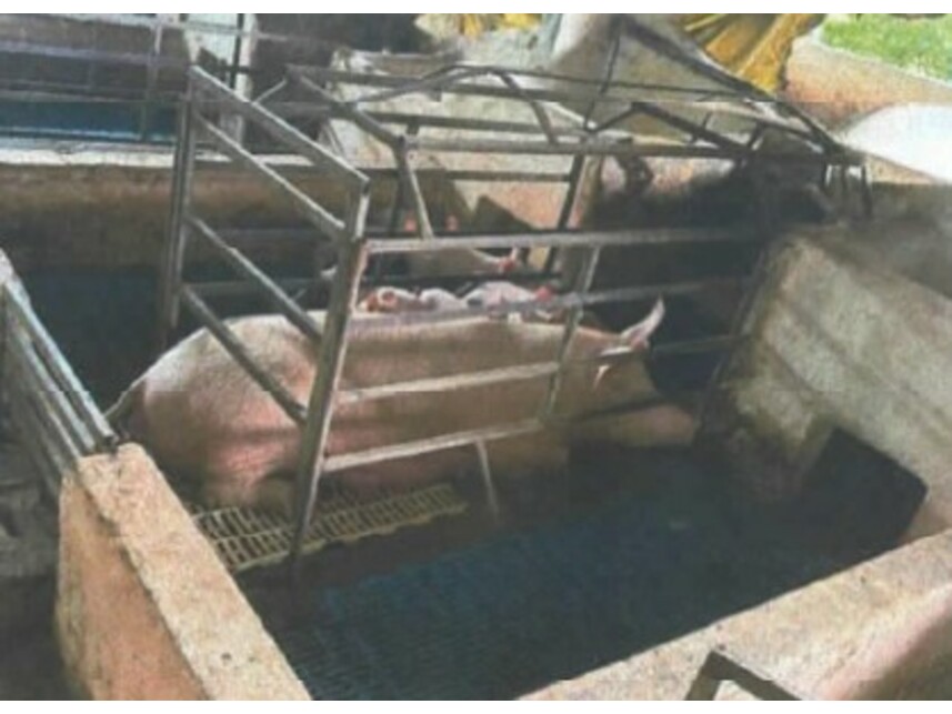Imagem leilão