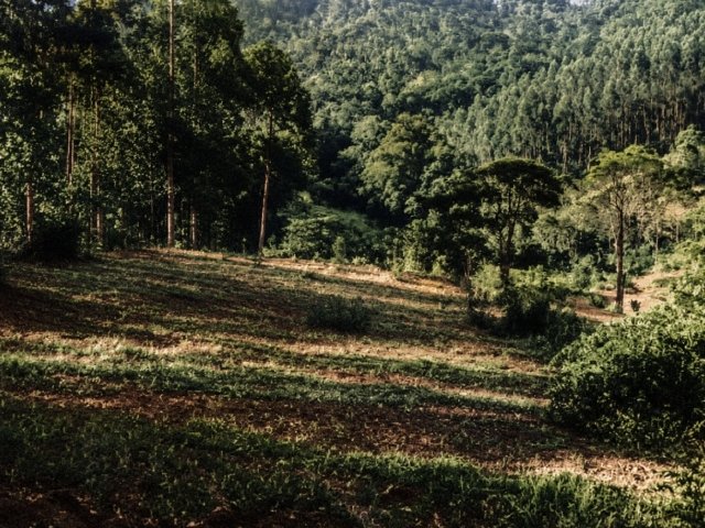 
                        Imóvel Rural, 101ha, Paulo Lopes/SC                     em Paulo Lopes/SC - foto 2