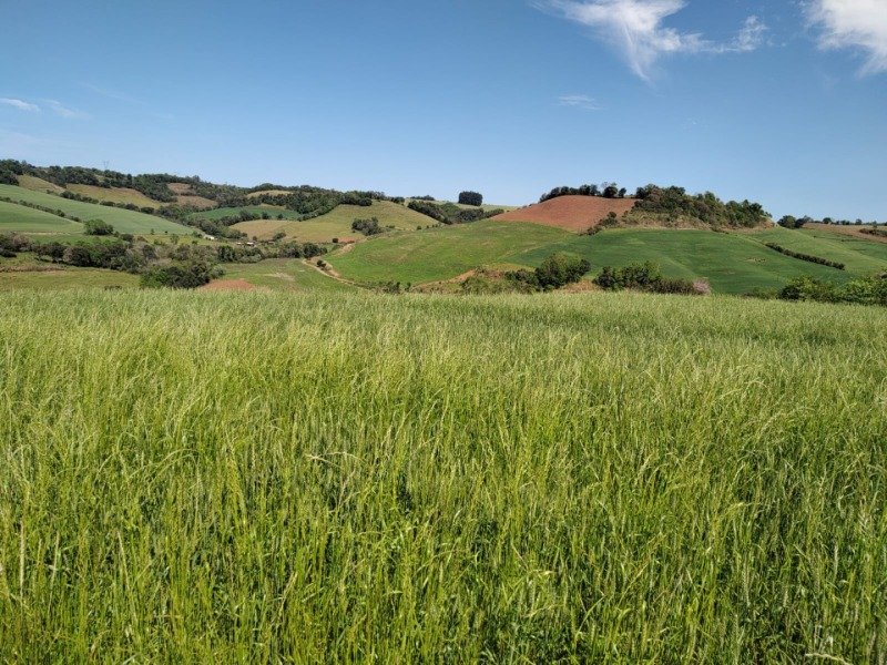 FRAÇÃO DE TERRAS COM A SUPERFÍCIE DE 27.000,00M², SITUA.. em Jaboticaba/RS - foto 8