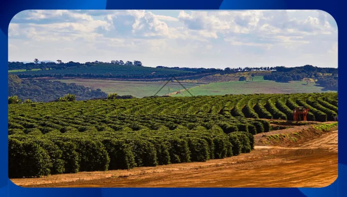 FAZENDA Santa Amália, com casa de aproximadamente 150m² e cerca de 25.000 pés de café plan em Machado/MG