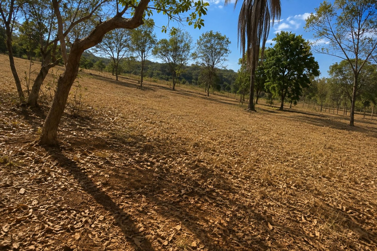 Imagem leilão