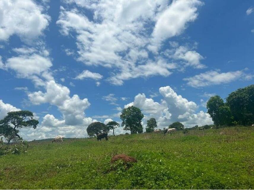 Imagem leilão