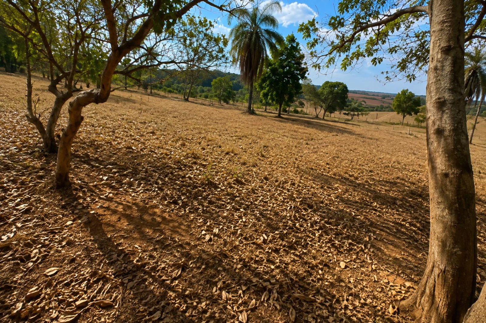 Imagem leilão