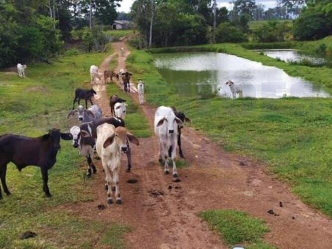 Imagem leilão