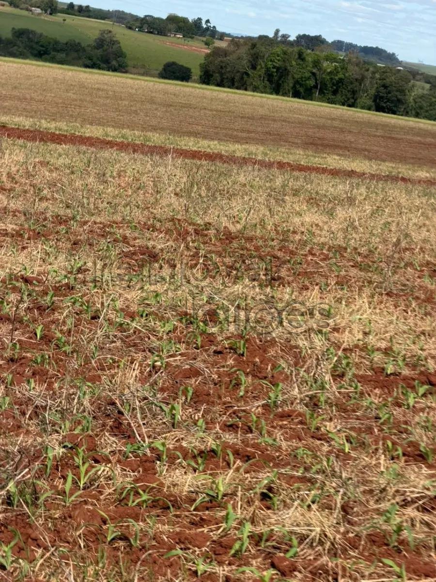 ÁREA RURAL C/ 3 HAC - SANTO ÂNGELO / RS em Santo Ângelo/RS
