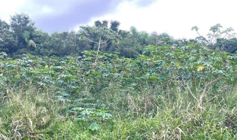 Fração de Imóvel em Maracajá/SC - foto 2