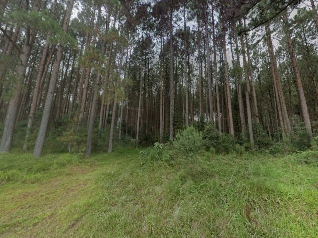 
                        Terreno, 109,18ha, Rio do Campo/SC                     em Rio do Campo/SC - foto 2